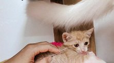 小猫过早离开妈妈，公猫变身暧男，和宝宝称兄道弟瞬间玩成一片