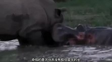 难道是因恨生爱？河马张开大口对准犀牛的头部，却没咬下去！