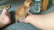 小奶猫把主人脚当摇摇椅，摇得真舒服，都舍不得下来了