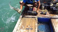 这才叫眼疾手快，阿兴徒手从海里抓上这条豹纹鳗鱼，让人大开眼界