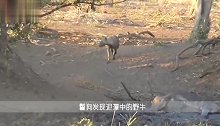 野牛深陷泥潭动弹不得，一只鬣狗突然出现，镜头记录惨烈一幕