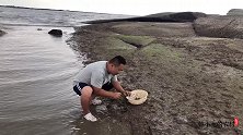 赶海无人小岛，数不清的海瓜子堆积如山，网友说这值几十块一斤