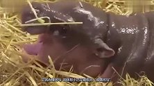 世界上最小的“汗血宝马”喜欢卖萌与人亲近，感觉画面太有爱了