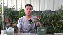 摸透这几个“细节”，40°高温君子兰都不会烂根