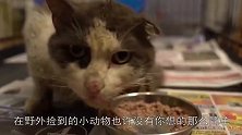 女子捡回一只猫，长大后常抓鱼带回家，跟踪之后发现不得了！