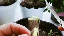 发财树嫁接的全过程，操作方法非常的简单，分享家庭养花小常识！