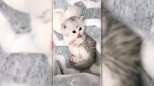 萌猫集合，小奶猫各种呆萌舔，萌翻了！