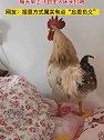 安徽安庆：被收养的大公鸡化身活闹钟，每天早上飞到主人床头打鸣