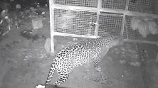 两只豹子进入鸡舍企图抓鸡