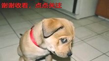 泰迪跳秧歌已经很吸引人了，不过更吸引我的是，旁边那只法斗犬！