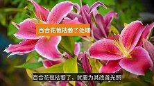 百合花苞枯萎了处理方法