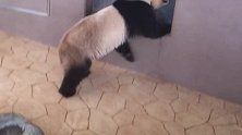 大熊猫在那里待久了，老是想出去