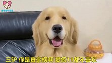 金毛给主人买了新手机被主人拒绝了，知道原因后我笑了，我也不要