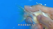 男子家的金龙鱼产卵，还没来得及高兴，就被鱼爸爸全部吞入口中！