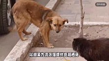 未拴绳泰迪与流浪猫打架，主人劝阻被猫抓伤，为猫提供纸箱者遭索赔近万元