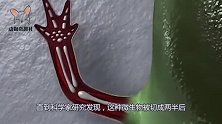 科学研究发现，这种微生物被切成两半后，能再生为不同个体！