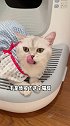 看来波比以后再也不是家里地位最低的了～猫塔后遗症 萌宠出道计划