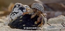 寄居蟹拖着身体往前走，像是带了一个高高的帽子，非常滑稽