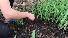 栽种的玉米没有发芽，幸好有集中育的苗，趁着假期帮家里移栽一下