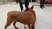 5个月爆红马犬从没训练过，训犬高手狗集训犬，分分钟学会坐下