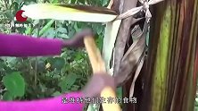 非洲有种假香蕉树，养活了上千万人民，制作过程让人难以接受