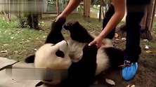 奶爸和萌兰撒娇玩耍，又要抱抱，奶爸却给它做健身