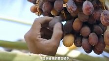 揭秘椰枣加工厂，用这种方法，制作出中东土豪爱吃的椰枣