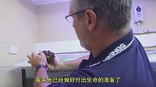 不小心踩到“石头鱼”有多危险？牛人用生命实验，看后毛骨悚然