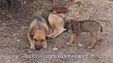 动物：为什么农村土狗要死之时都会离开家？