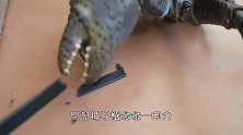 椰子蟹有多厉害，男子用棍子一试，没想到威力这么大