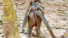 猴妈妈动手如此粗暴根本没有把小猴子当亲生的，小猴受够了委屈！