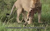 小北极熊失去了妈妈，没有安全感，饲养员买了玩偶来陪它