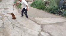 这么好的狗，没人要，牵到家里高兴了