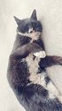 爱撒娇的猫咪