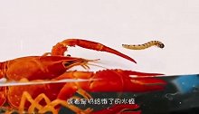 将小龙虾和水蛭放在一起，大战一触即发，结局真是太精彩了