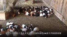 公鼠混进母鼠群，不久后发现，100多只母鼠全部怀孕了