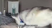 猫和狗狗叫主人起床的方式，简直天壤之别，看完心疼狗主人三秒钟