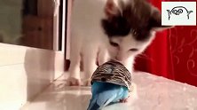 来自美国的小猫咪第一次见到鹦鹉一顿扒拉，鹦鹉：再扒拉毛都掉了
