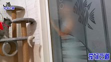 主人把几只小猫骗上猫爬架，底下一众吃瓜喵，猫爸爸突然发怒了