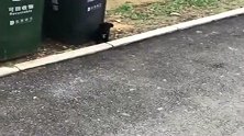 吵吵半天，要不是我拦着，就这两小家伙肯定能打起来！