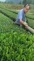 科技太发达，茶农都能上了高科技，这下又能卖个好价钱！