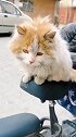 猫：看啥看，要不带我回家！
