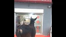 这头驴知道前面是驴肉馆，不管屠宰者怎么拉它，驴死活不进去