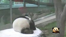 熊猫宝宝懒洋洋地蜷成一团，啃手啃脚挠挠痒，忙得不亦乐乎