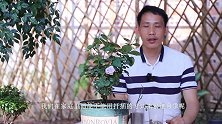 用两个塑料杯扦插月季，生根速度明显快很多