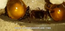 给蚂蚁食用蜂蜜，看看它们会有多疯狂呢镜头记录全过程