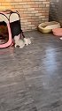 猫：烦死了，怎么我走哪你都要跟着啊！