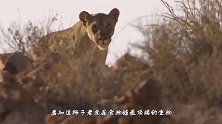 真实存在的四不像比狮子老虎还要厉害，镜头拍下罕见全过程