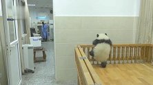 熊猫宝宝：全军出击一探二望准备越狱，糟糕奶妈来了越狱失败！