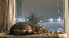 雪夜里窝在窗边吊床上打盹儿的小猫咪，还是喵星人会享受！